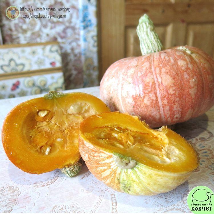 т25. Тыква Ольга (11)_1_1 Семена тыквы Ольга