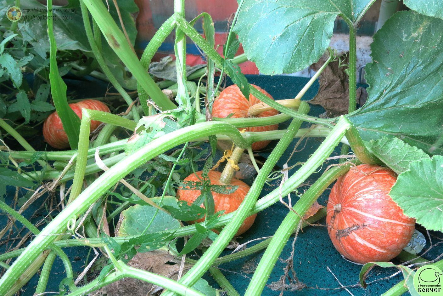 т25. Тыква Ольга (12)_1_1 Семена тыквы Ольга