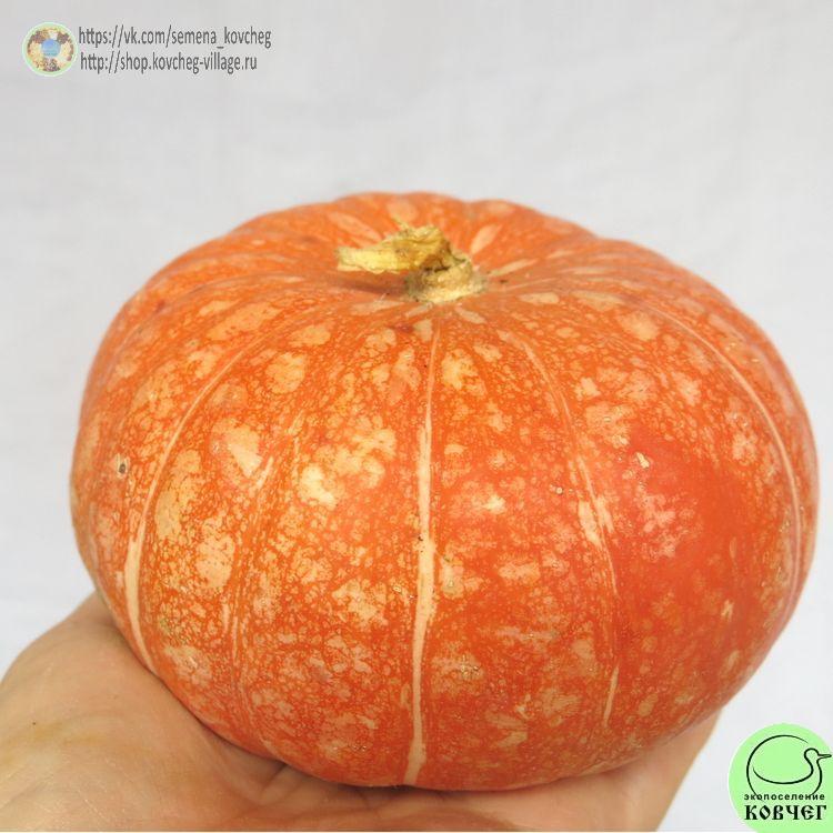 т25. Тыква Ольга (2)_1_1 Семена тыквы Ольга