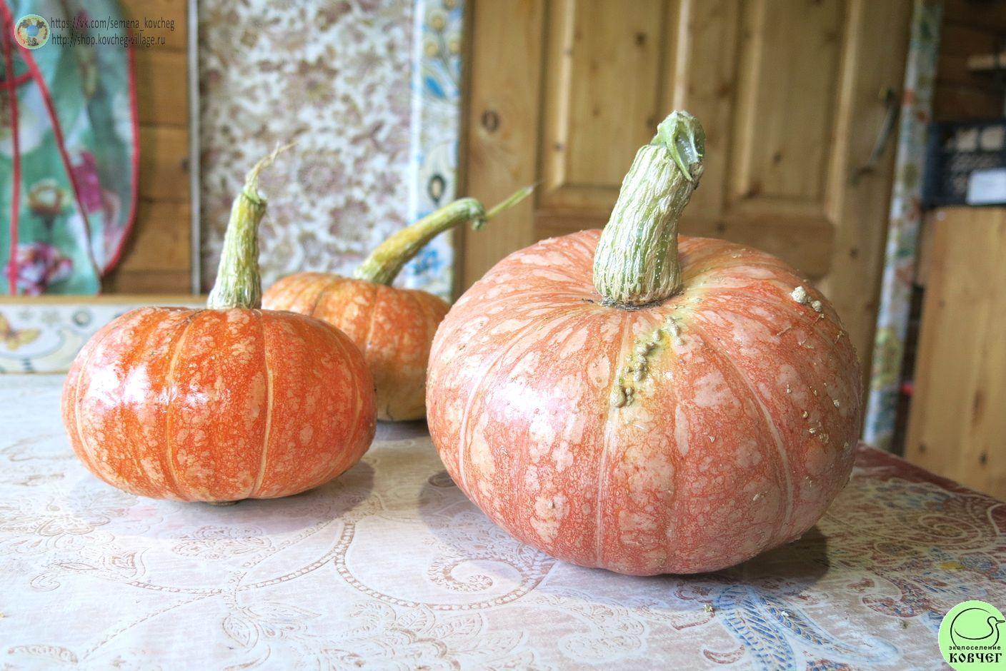 т25. Тыква Ольга (7)_1_1 Семена тыквы Ольга