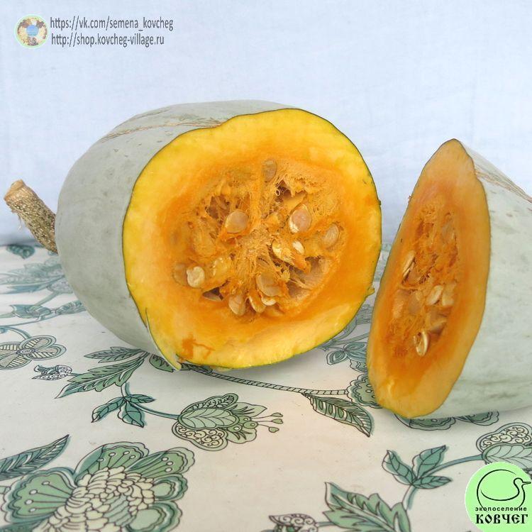 т30. Тыква Сиблей (13)_1_1 2024г. Семена тыквы Сиблей