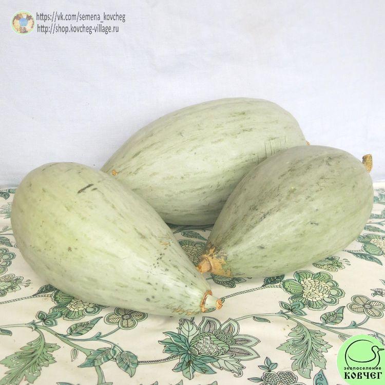 т30. Тыква Сиблей (9)_1_1 2024г. Семена тыквы Сиблей