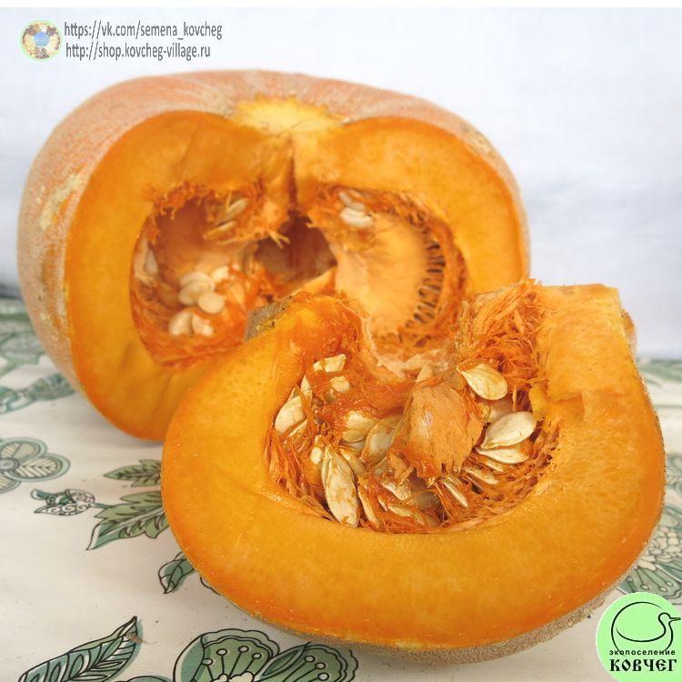 т7. Тыква Винтер Лакшери Пай (12)_1_1 Семена тыквы Винтер Лакшери Пай