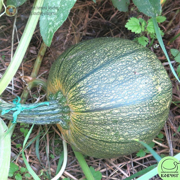 т7. Тыква Винтер Лакшери Пай (7)_1_1 Семена тыквы Винтер Лакшери Пай