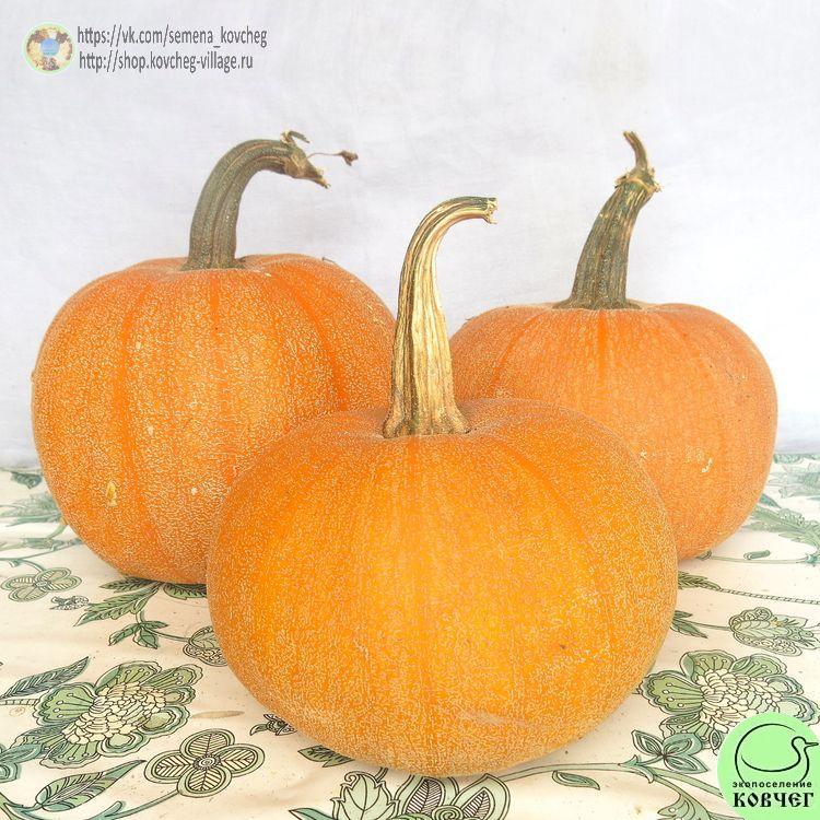 т7. Тыква Винтер Лакшери Пай_1_1 Семена тыквы Винтер Лакшери Пай
