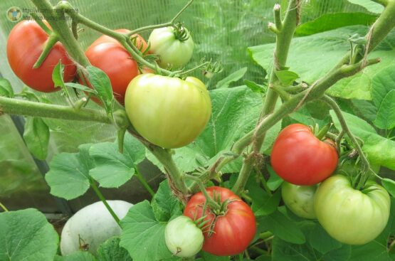 Семена томата Алтайский