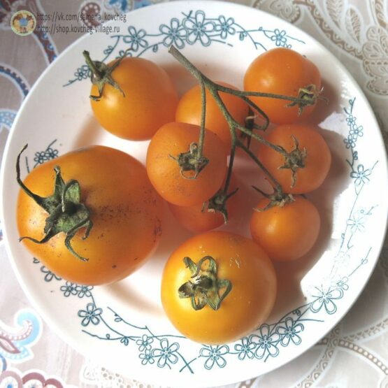 Семена томата Золотой Ожаровский