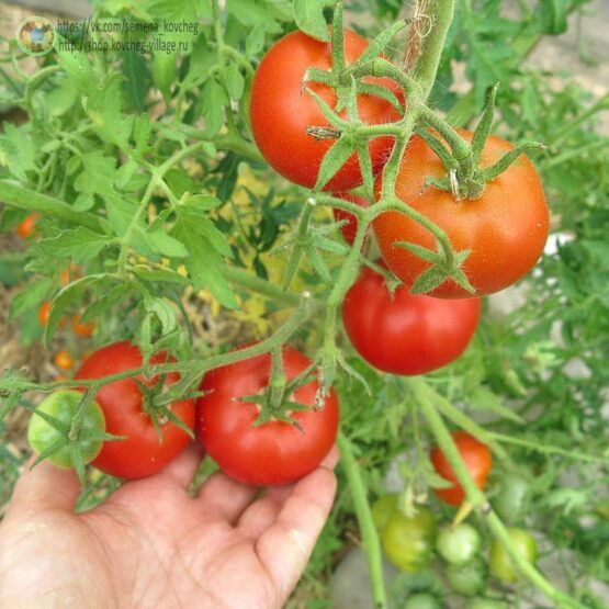 Семена томата Мармеладный