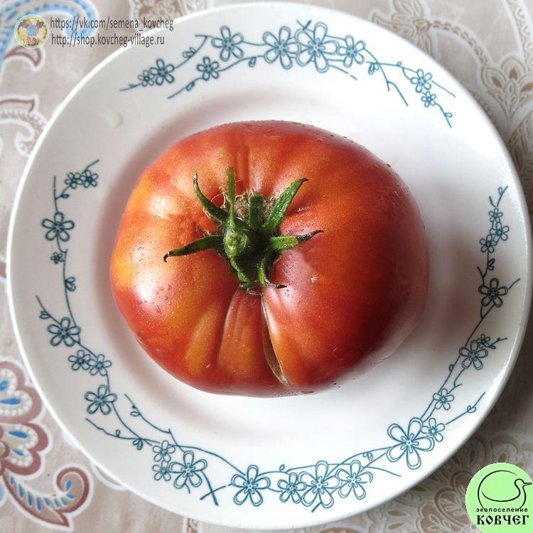 26. Ранняя любовь (4)_1_1 Семена томата Ранняя любовь