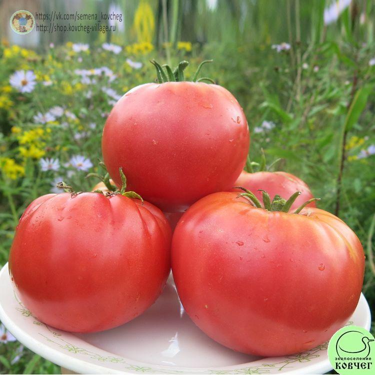 26. Ранняя любовь (6)_1_1 Семена томата Ранняя любовь