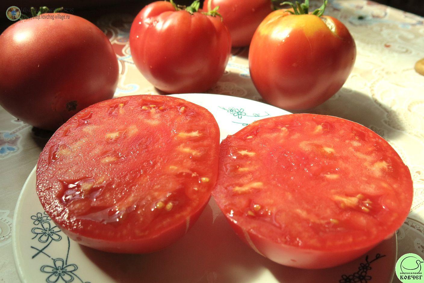 26. Ранняя любовь (9)_1_1 Семена томата Ранняя любовь