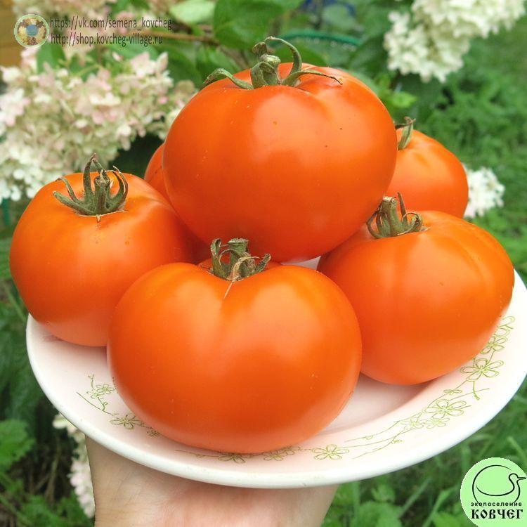 31. Русский Персимон (5)_1_1 Семена томата Русский Персимон