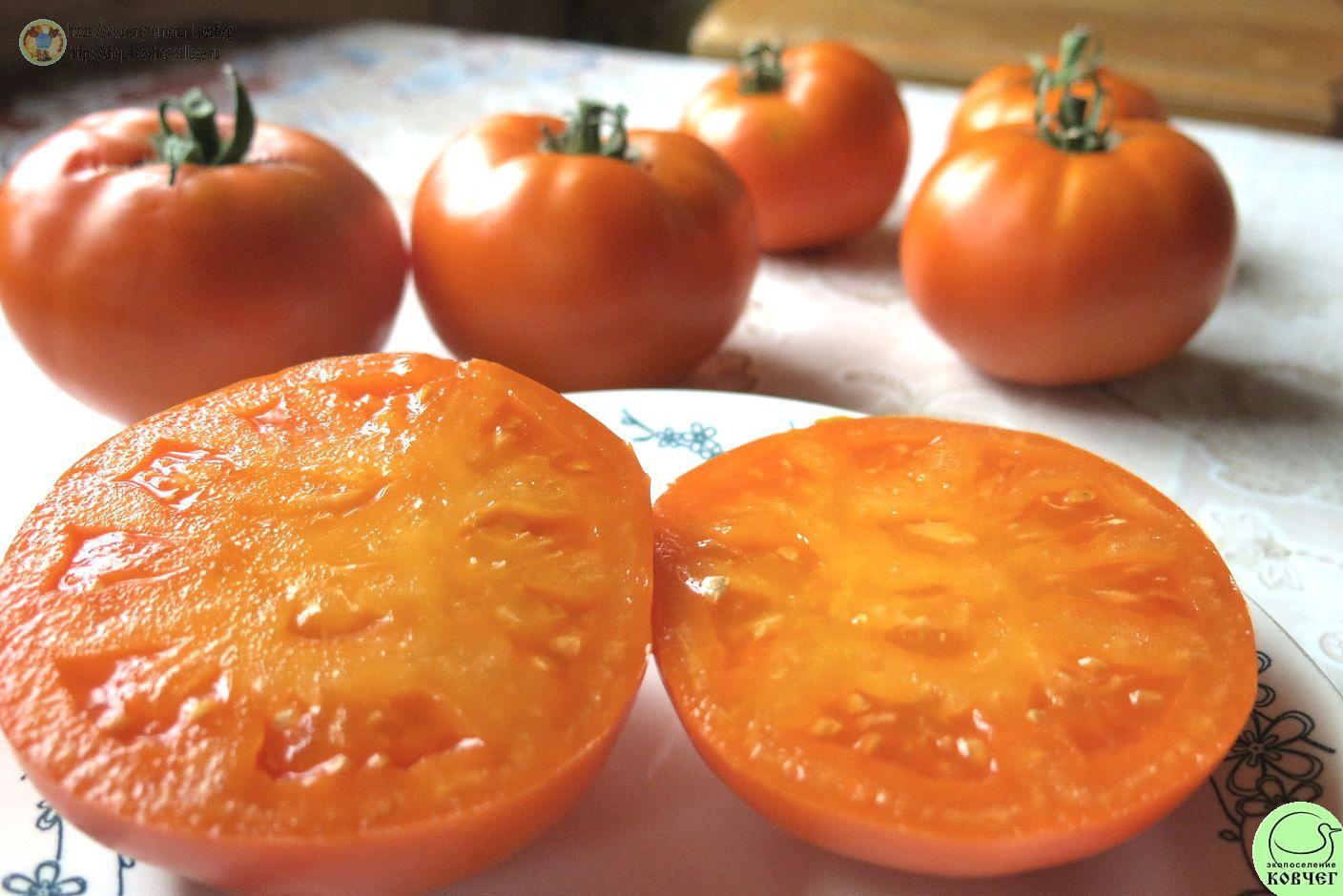 31. Русский Персимон (7)_1_1 Семена томата Русский Персимон