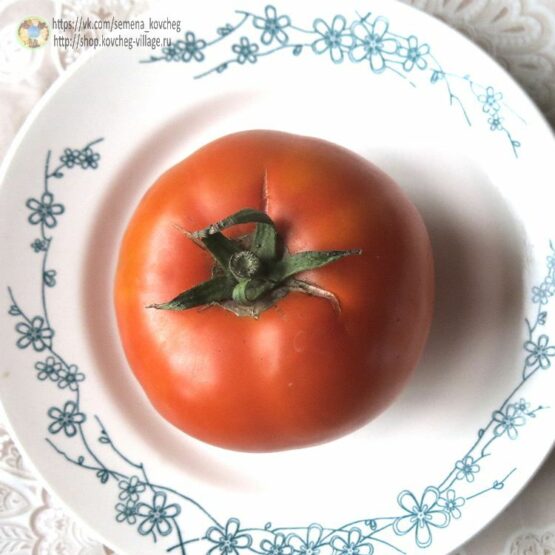 Семена томата Русский Персимон