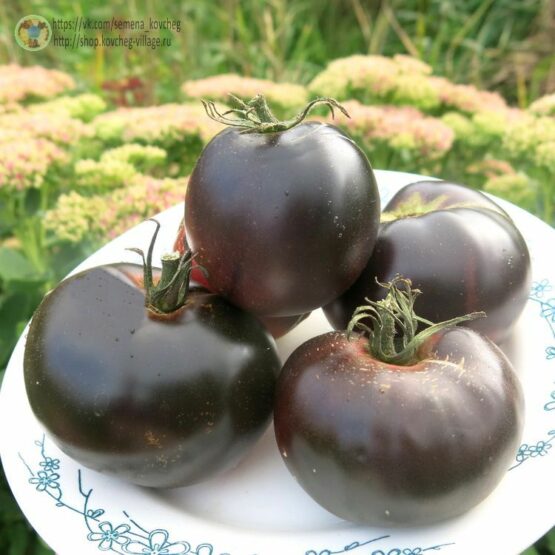 Семена томата Чёрная красота