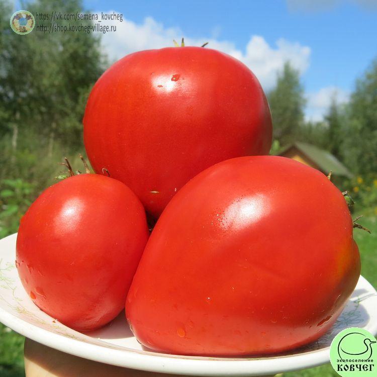 45. Шпаковский (5)_1_1 Семена томата Шпаковский