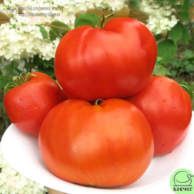 5. Богота (10)_1_1 Семена томата Богота