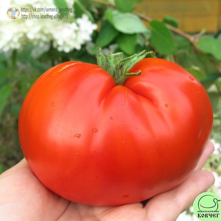 5. Богота (15)_1_1 Семена томата Богота