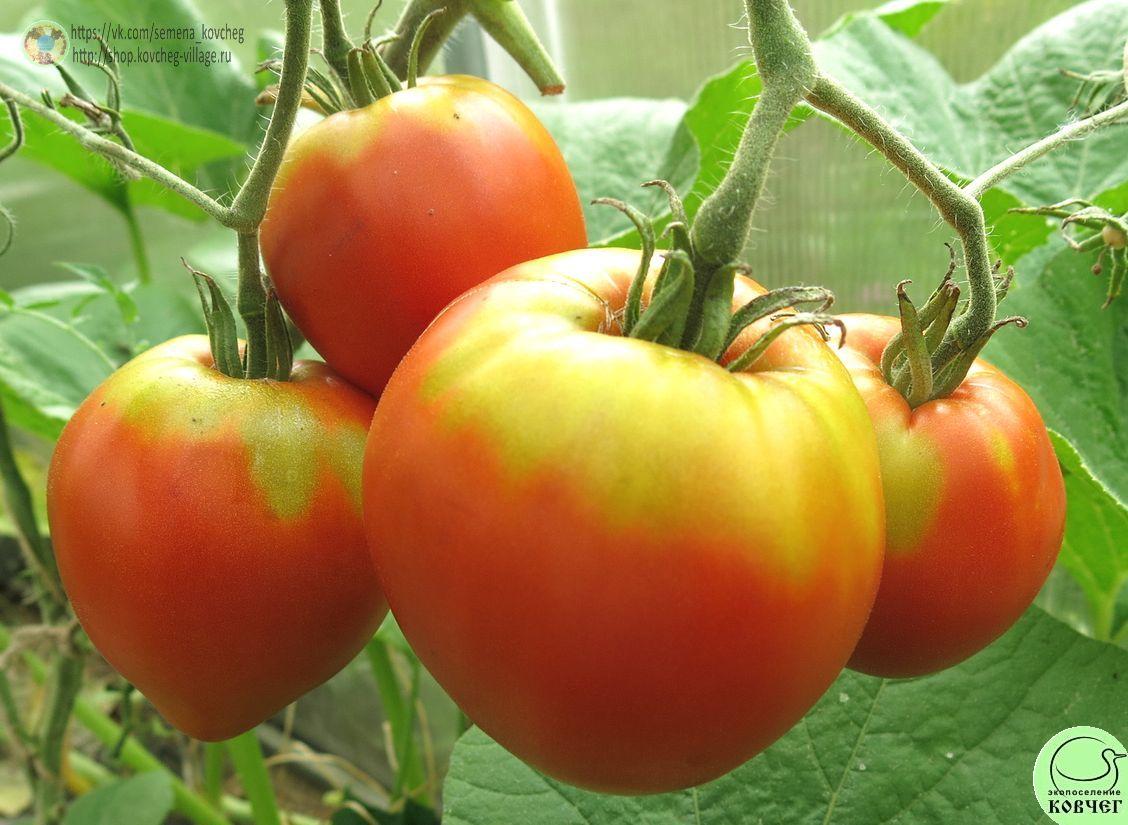 5. Богота (29)_1_1 Семена томата Богота