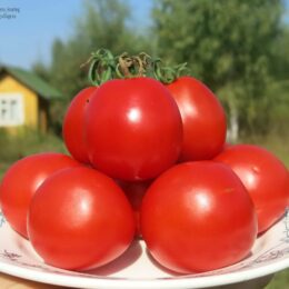 Семена томата Турьевские консервные