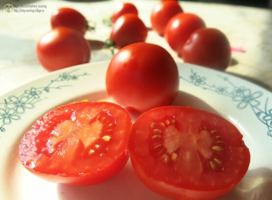 Семена томата Турьевские консервные