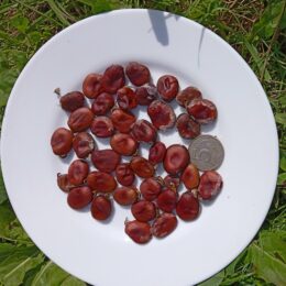 Семена бобов Красные
