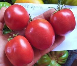 Семена томата Де-барао красный