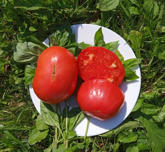 Семена томата Замок Шартр