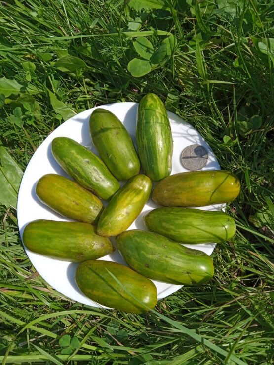 Семена томата Зелёная Сосиска