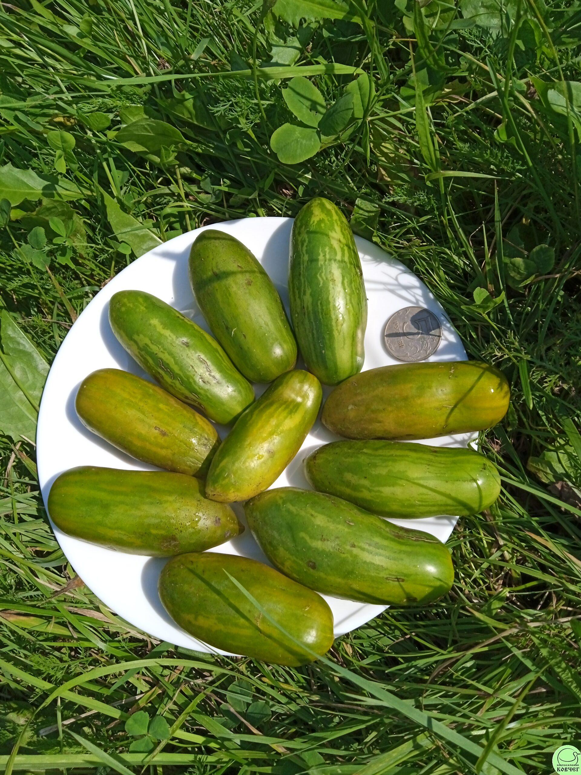 Зелёная Сосиска 2024г. Семена томата Зелёная сосиска