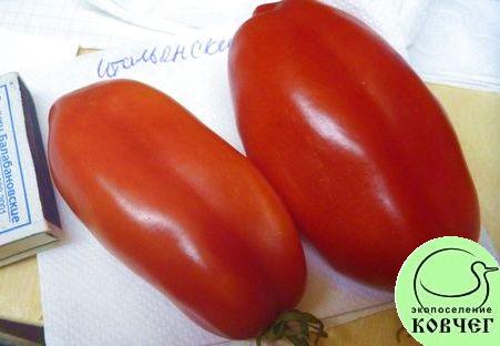 Семена томата Итальянские