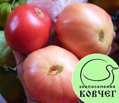 Семена томата Легендарная Сызранская Ранняя Розовая Помидора