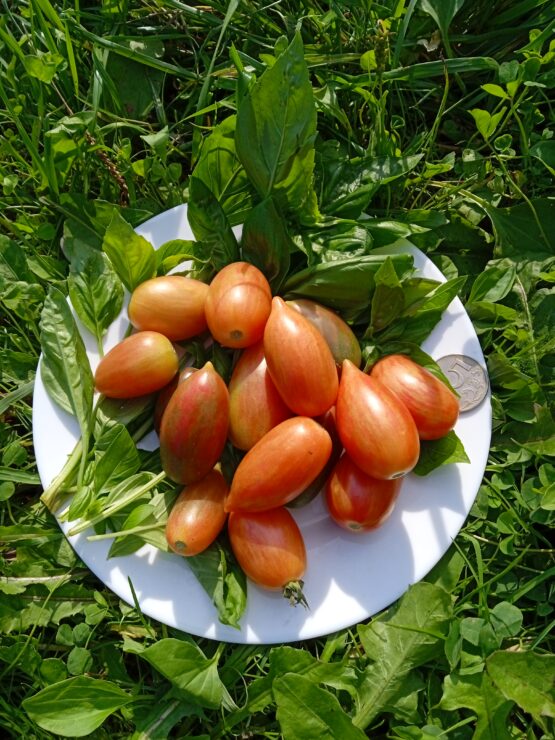 Семена томата Леденцы