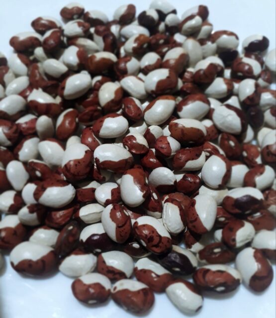 Семена фасоли Красно-белая Зерновая