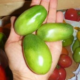 Семена томата Чили Верде