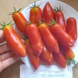 Семена томата Дамские Пальчики из Неаполя