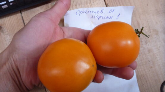 Семена томата Оранжевый от Марины