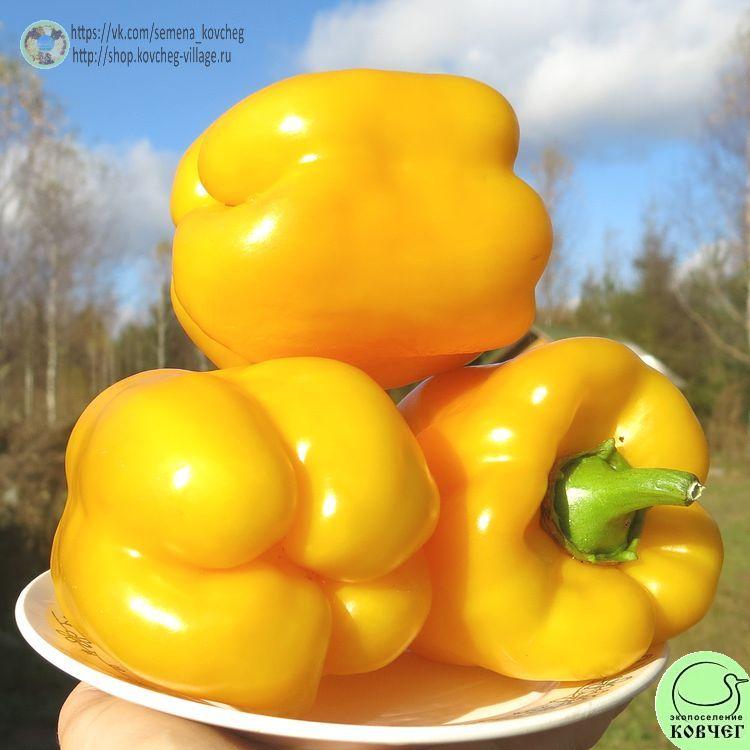 п14. Кубок золотой (10)_1_1 2021г. Семена перца сладкого Кубок золотой