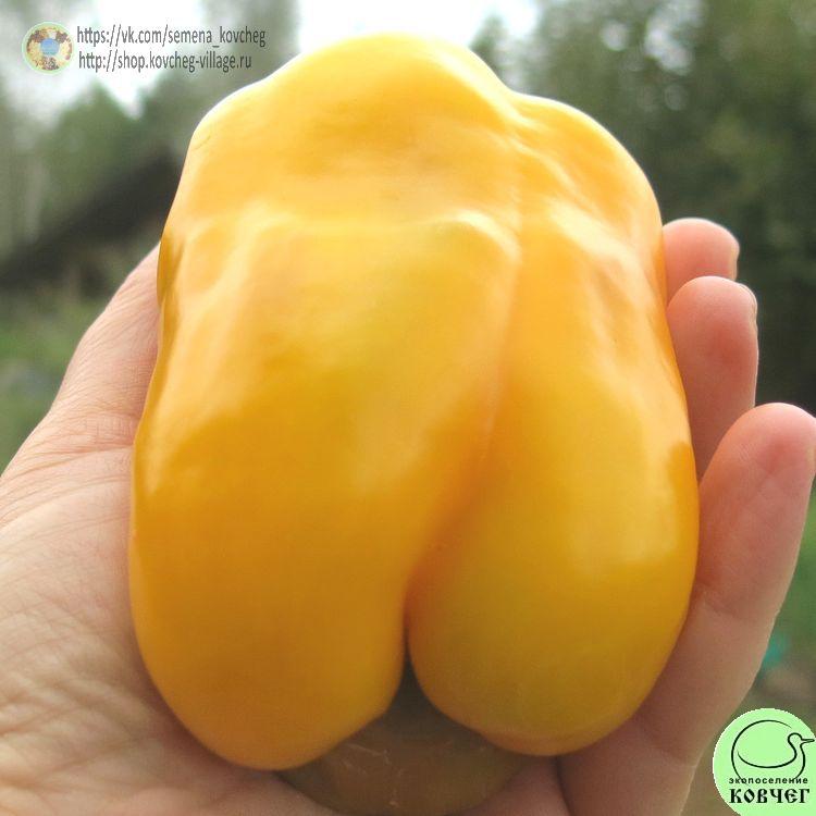 п14. Кубок золотой (14)_1_1 2021г. Семена перца сладкого Кубок золотой