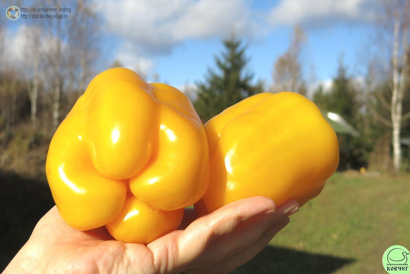 п14. Кубок золотой (7)_1_1 2021г. Семена перца сладкого Кубок золотой