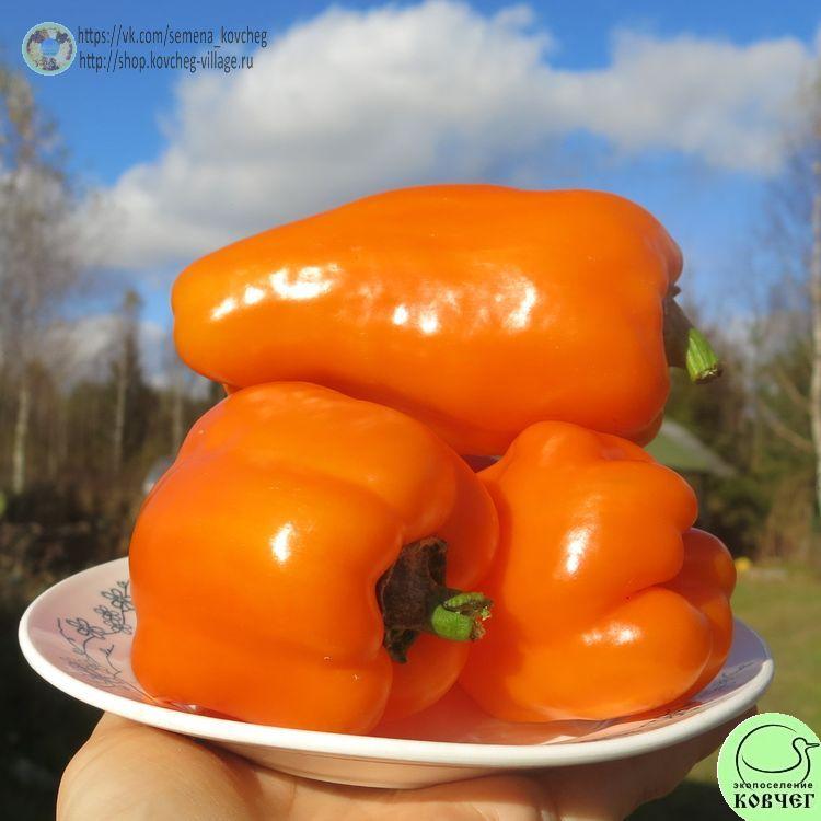 п18. Оранжевый от мамы (10)_1_1 2021г. Семена перца сладкого Оранжевый от мамы