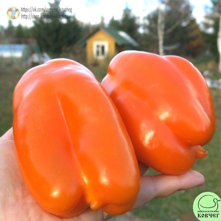 п18. Оранжевый от мамы (8)_1_1 2021г. Семена перца сладкого Оранжевый от мамы