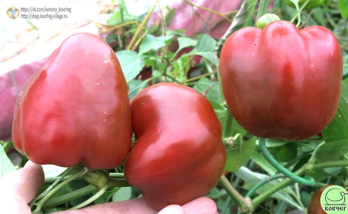 п20. Ратунда (16)_1_1 2021г. Семена перца сладкого Ратунда