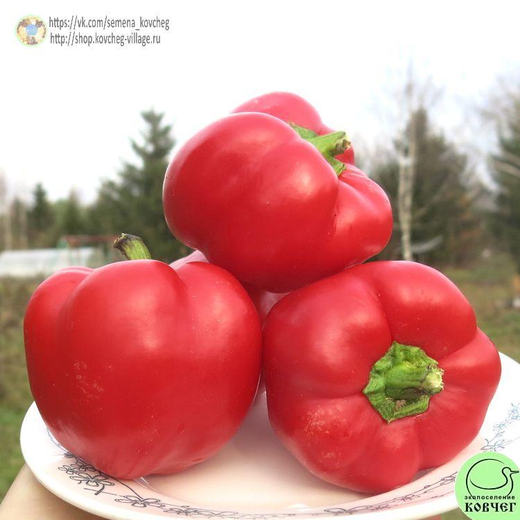 п20. Ратунда (9)_1_1 2021г. Семена перца сладкого Ратунда