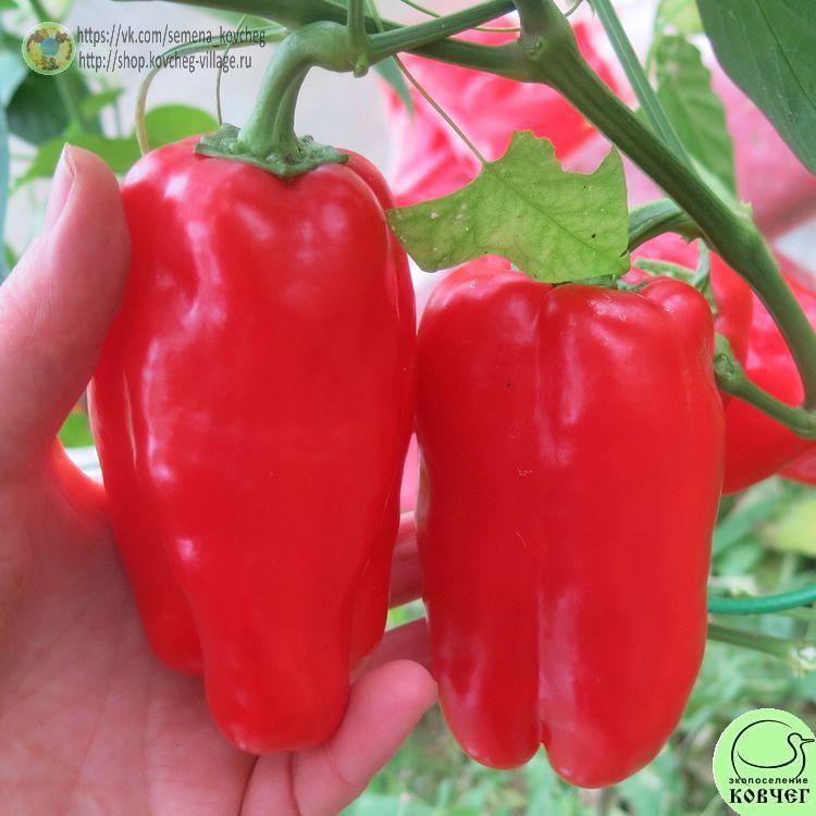 п7. Гранова (2)_1_1 2024г. Семена перца сладкого Гранова