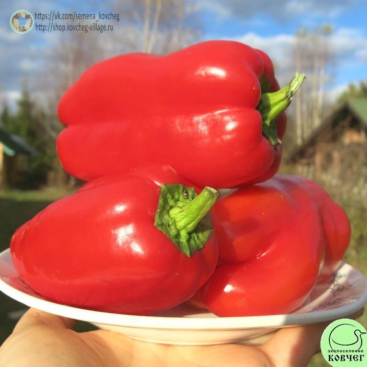 п7. Гранова (6)_1_1 2024г. Семена перца сладкого Гранова