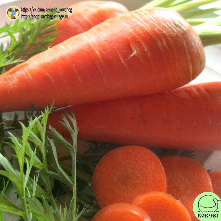 -Морковь Королева осени_1_1 2022г. Семена моркови Королева осени