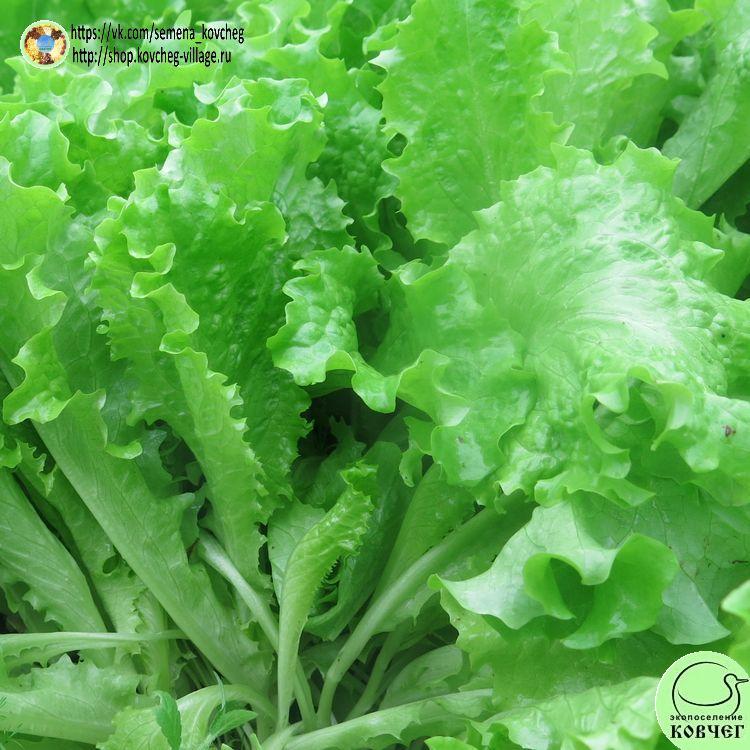 -Салат Орфей (6)_1_1 Семена салата Орфей