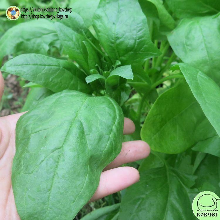 -Шпинат Матадор (8)_1_1 Семена шпината Матадор