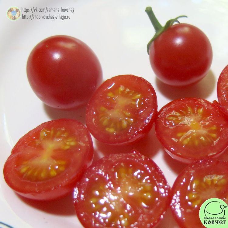 10. Вишенка (13)-_1_1 Семена томата Вишенка
